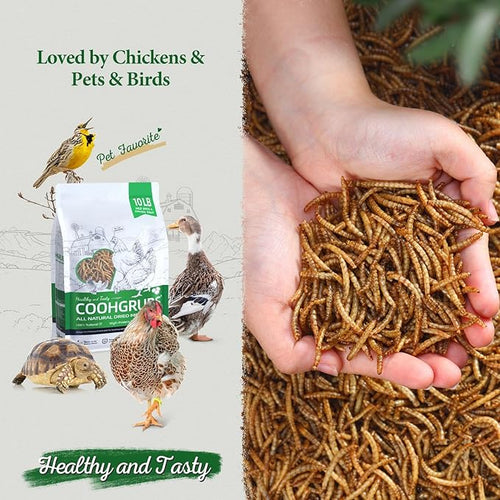 100% Natural Dried Mealworms, Non-GMO Meal Worms for Chickens, Ducks & Wild Birds, High Protein Chicken Treats & Bird Food, 10-lb Box