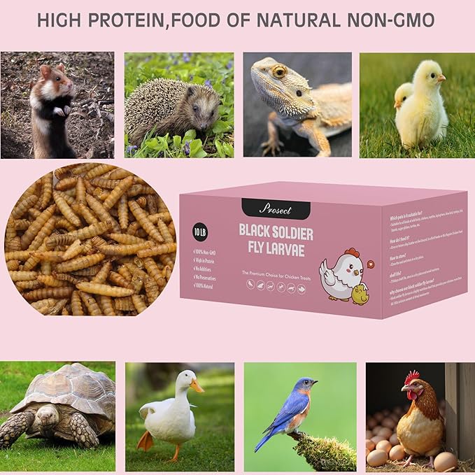 PROSECT 10LB Black Soldier Fly Larvae for Chickens,More Calcium Than Dried Mealworms,High Protein,Food of Natural Non-GMO Chicken,Treat for Laying Hen, Ducks, Wild Birds,Turtles