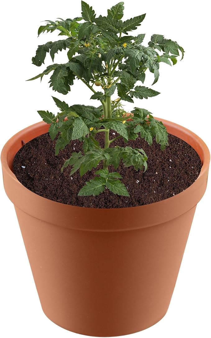 Premium Potting Soil for Indoor Plants, Outdoor Gardens, Vegetables – Ideal Planting Soil, Tropical Mix and Garden Soil 1 Quart