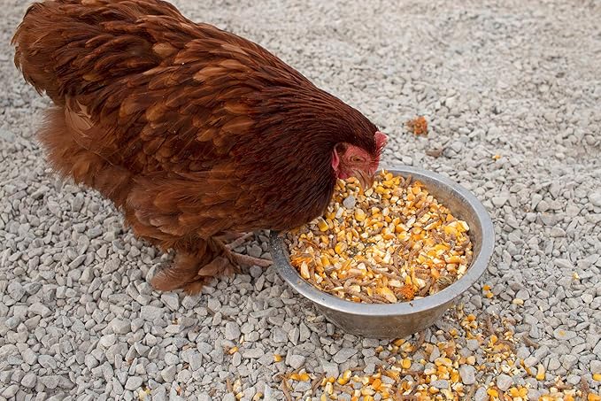 Pampered Chicken Mama Mealworm, Corn, Flax, & Herb Treat for Backyard Chickens, Healthy Layer Feed & Supplies for Pet Chickens Poultry Queen Treat for Hens (3 pounds)