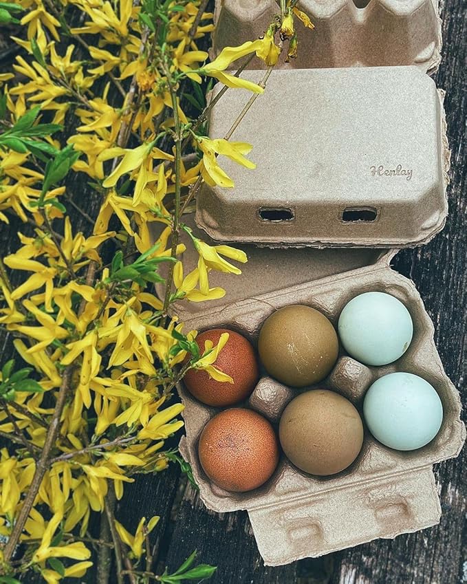 Half Dozen Blank Egg Cartons – Flat Top Half-Dozen Holder, Recyclable Pulp, Ideal for Farm-Fresh Eggs, DIY Custom Labeling, Eco-Friendly Storage - 20 Pack