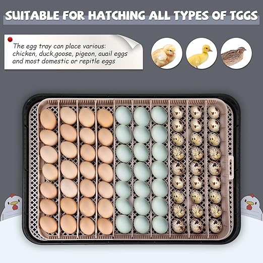 Sailnovo Incubators for Hatching Eggs 70 Egg Incubator with Auto Egg Turning & Auto Humidification, Temperature Control, Incubator for Chicken Duck Quail Eggs, Perfect for Lab School Farm, Gray&Yellow