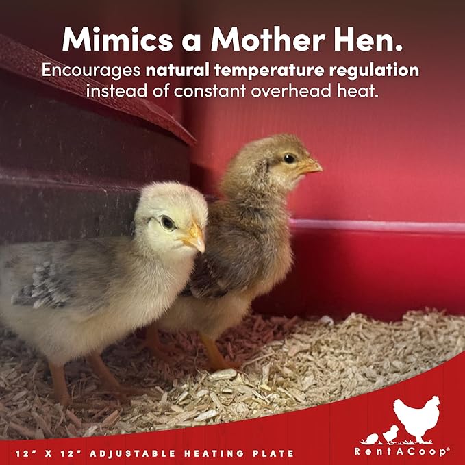RentACoop 12x12” Adjustable Heating Plate with Bonus Foldable Anti-Roost Cone for up to 20 Chicks | Chick Brooder Heat Plate – Energy-Efficient 22-Watt Chick Heater - Safer Than Heat Lamps