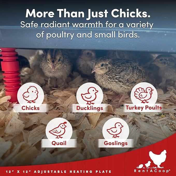 RentACoop 12x12” Adjustable Heating Plate with Hard Anti-Roost Cone Set and Removable Comfort Feathers - Chick Brooder Heat Plate Warms Up to 20 Chicks – Energy Efficient - Safer Than Heat Lamps