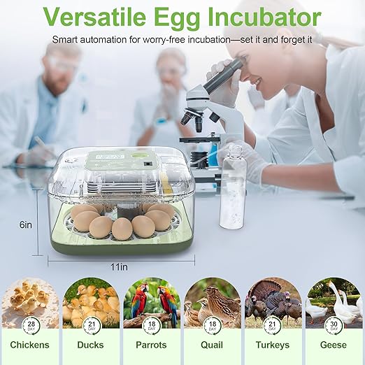 Incubators for Hatching Eggs, 12 Eggs Capacity, Egg Incubator with Automatic Egg Turning and Humidity Control for All Poultry - Chickens, Ducks, Quails, Turkeys, and More (Green)