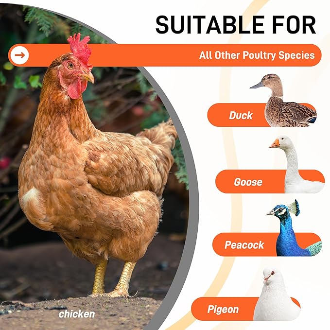 Chicken Roosting Bars with Swing for Coop, Large 4-Tier Wood Chicken Perch for Backyard Poultry, Non-Slip Design, Durable Galvanized Metal Frame, Essential Chicken Coop Accessories (55" L x 40" W)
