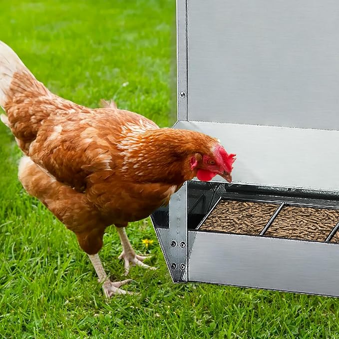 Galvanized Chicken Feeder Outdoor Poultry Feeder w/Lid Weatherproof,Easy refilling and Cleaning.NO Mess! NO Waste! (50LB Capacity)