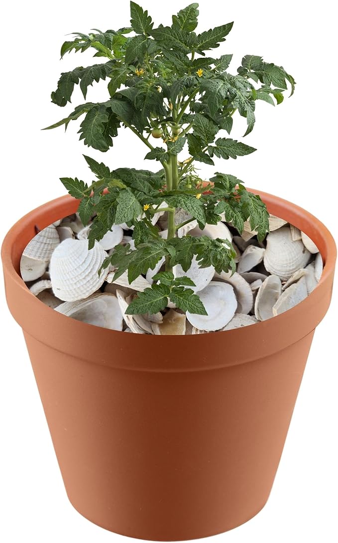 Versatile Shells for Outdoor Landscaping - Ideal Decorative Rocks for Plants Indoor & Outdoor, White Shell, Landscaping Stones. Half-Quart