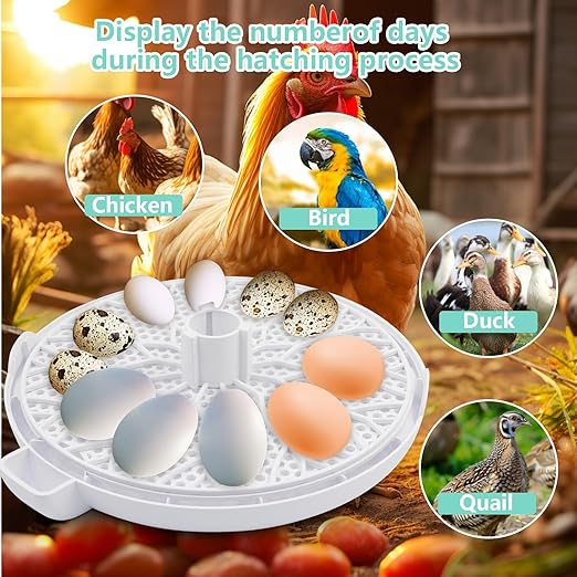 Egg Incubator for Hatching Chicks, Holds 12 Eggs, Automatic Egg Turner with Temperature, Humidity Display, Egg Candler, Automatic Egg Turner, 360 Degree View with Clear Window