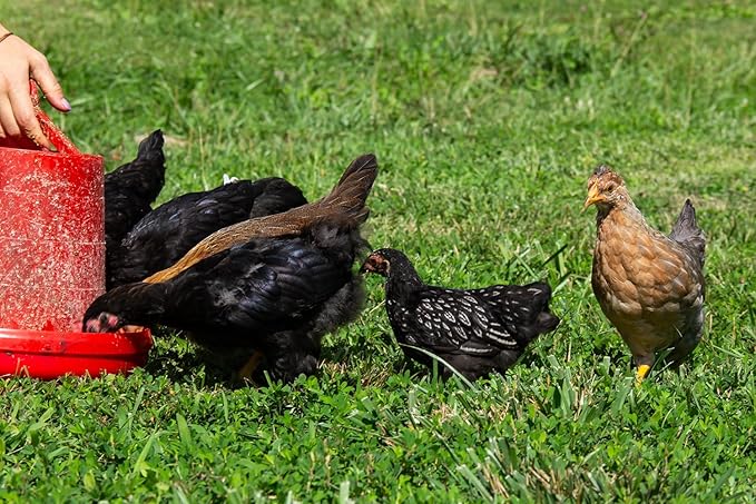 New Country Organics | Grower Feed for Growing Broilers, Pullets and Cockerels | Soy-Free and Corn-Free | 19% Protein | Certified Organic & Non-GMO | 40 lbs