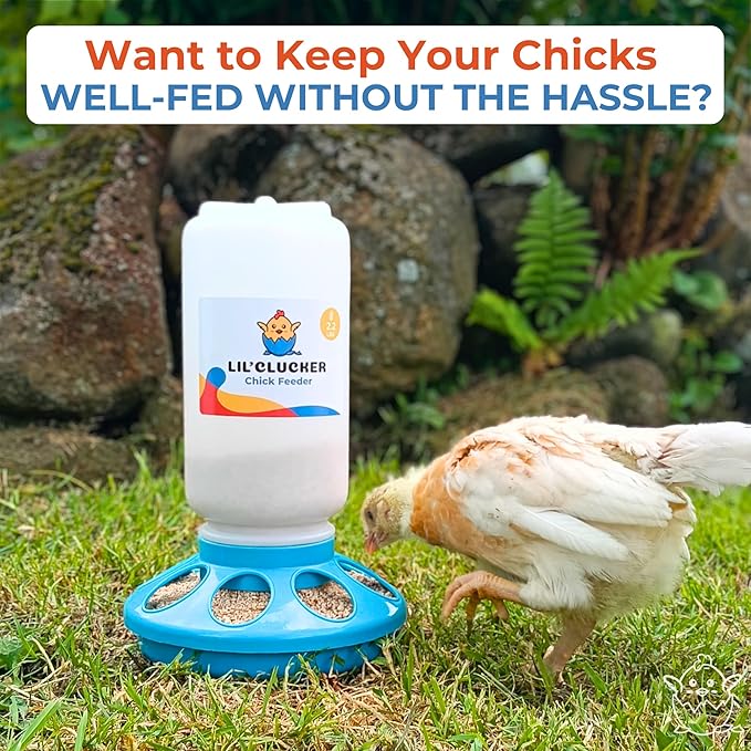 Lil'Clucker 1L Chick Feeder, 1.5L Chicken Waterer - No Leakage Chick Feeder and Waterer Kit, Durable Chicken Water Feeder, Chicken Feeder and Waterer Set, Poultry Waterer (Blue)