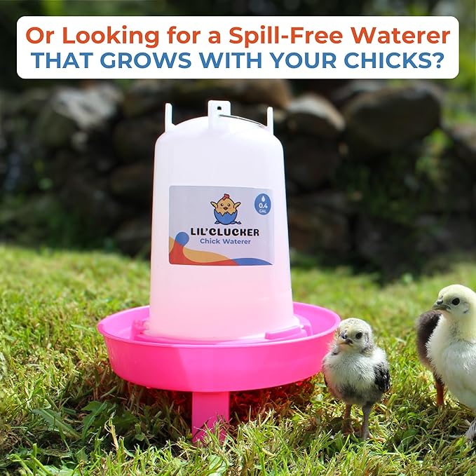 Lil'Clucker 1L Chick Feeder, 1.5L Chicken Waterer - No Leakage Chick Feeder and Waterer Kit, Durable Chicken Water Feeder, Chicken Feeder and Waterer Set, Poultry Waterer (Pink)