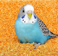 Premium Fine Pine Wood Chips Bedding for Small Animals – Ultra Absorbent, Low Dust & Odor Control – Pet Bedding for Rabbits, Birds, Guinea Pigs, Hamsters, and Gerbils – 100% Kiln-Dried (5 Pounds)