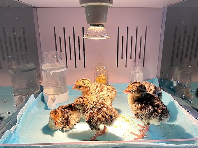 Chick Brooder Brooder Box for Chicks Incubator for Chicks Duckling/Parrot/Chicks Incubator with Heating,Warms up to 25 Chicks with Heating Lamp Set (24" x 16" x 16")