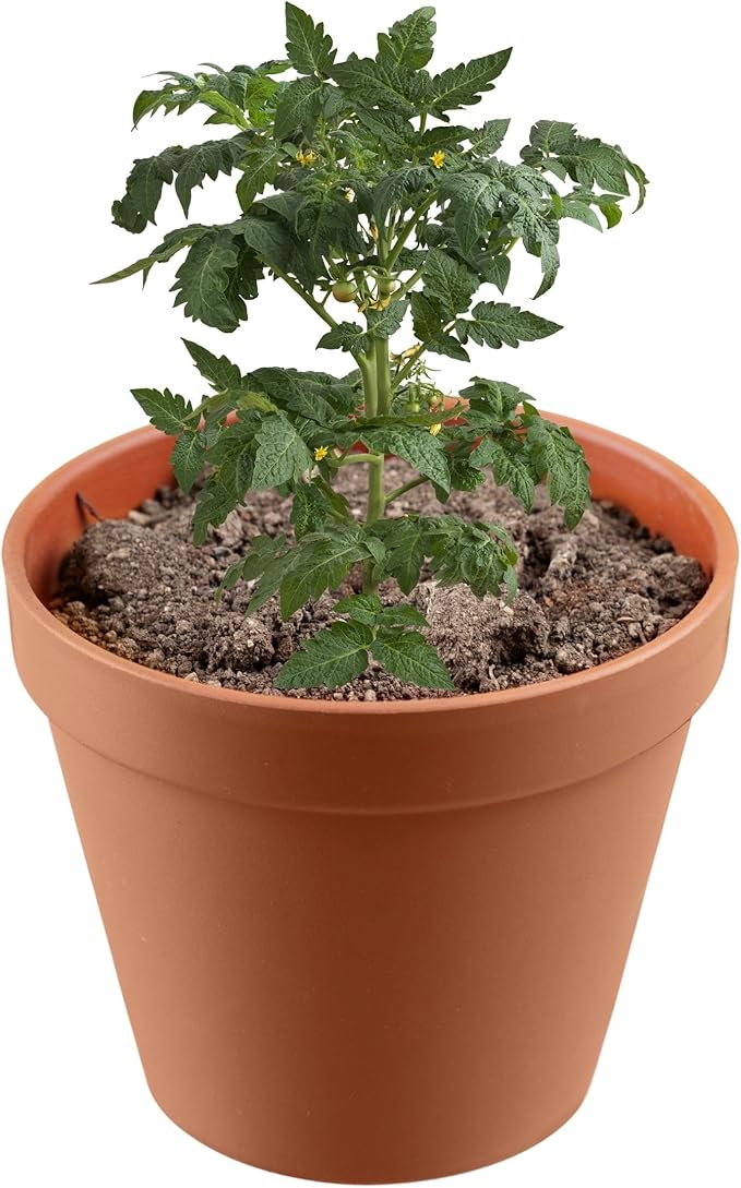 Premium Top Soil - Use This to Improve Soil Quality, Filling Holes, Top-up Potted Plants, Protect Seeds, & Make Soil Mixes, Top Soil for Lawns | Ideal Indoor Potting Soil Combo 4 Quart