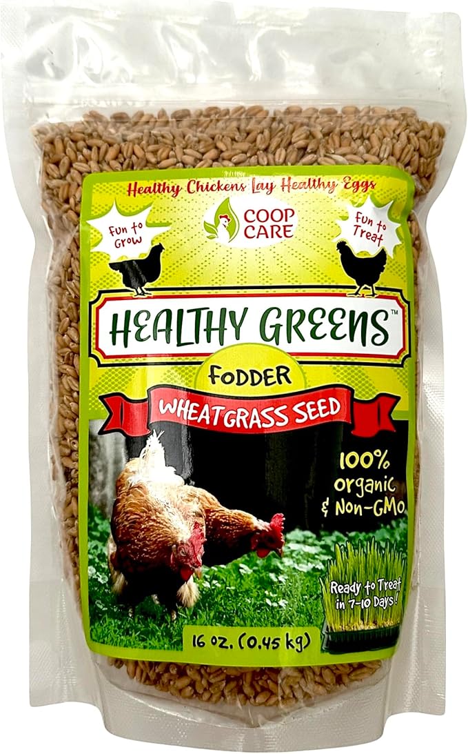 Healthy Greens Wheatgrass Scratch Feed & Fodder Seed, 1lb Bag. Premium Wheat Berries, Non-GMO Wheatgrass for Backyard Chickens, Plant Indoors/Outdoors. Also Ideal for Cats, Dogs w/Chick Fresh
