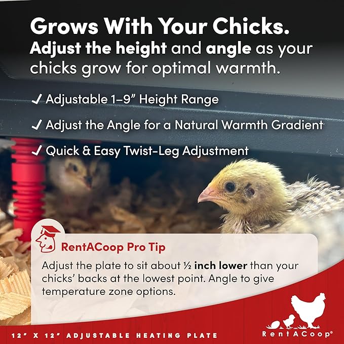 RentACoop 12x12” Adjustable Heating Plate with Bonus Foldable Anti-Roost Cone for up to 20 Chicks | Chick Brooder Heat Plate – Energy-Efficient 22-Watt Chick Heater - Safer Than Heat Lamps