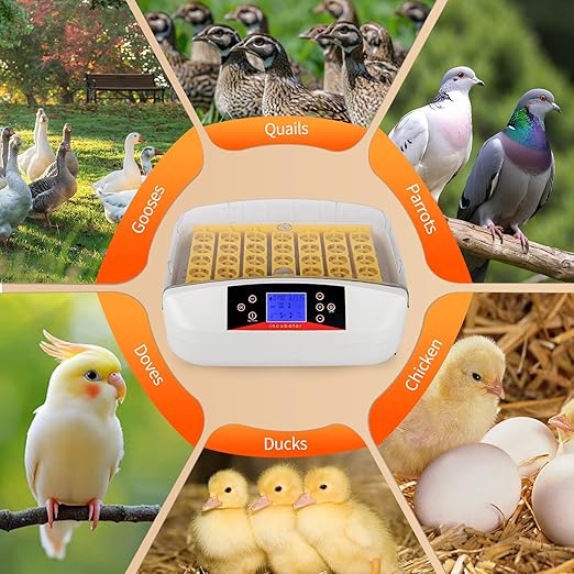 Winado Incubators for Hatching Eggs, 41 Egg Incubator with Automatic Egg Turning & Temperature Control, Egg Candler, and Day Counter for Chicken, Duck, and Quail Eggs Hatching