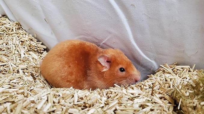 Cranky Frank Small Animal Hemp Bedding 10L – Ultra Absorbent, Odor Blocking, Dust-Free, Hypoallergenic, Biodegradable Bedding for Rabbits, Guinea Pigs, Hamsters & More (Small 10L)