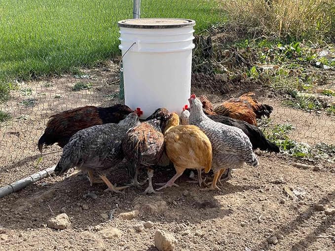 Incubator Warehouse Noble Nest 360° Poultry Waterer (5 Gallon, 8 Nipples, add on Water Stand Available)