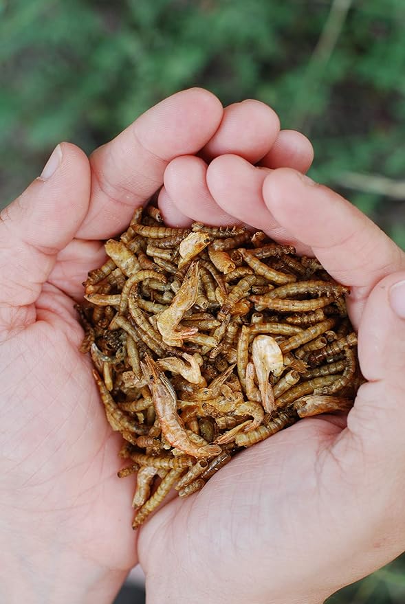 Surf & Turf | Dried River Shrimp & Mealworm Chicken Treat Premium Poultry Mix | 1 lb