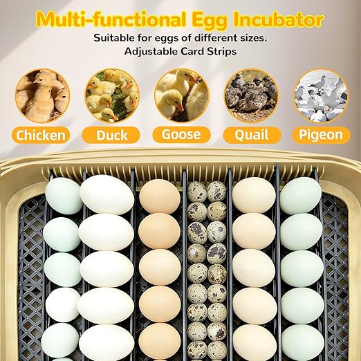 24 Egg Incubator with Temperature Control & Humidity Monitoring, Automatic Egg Turner, Built-in Egg Candler, 360° Clear View for Hatching Chicken, Duck, Quail Eggs - Ideal for Home, Classroom, Farm