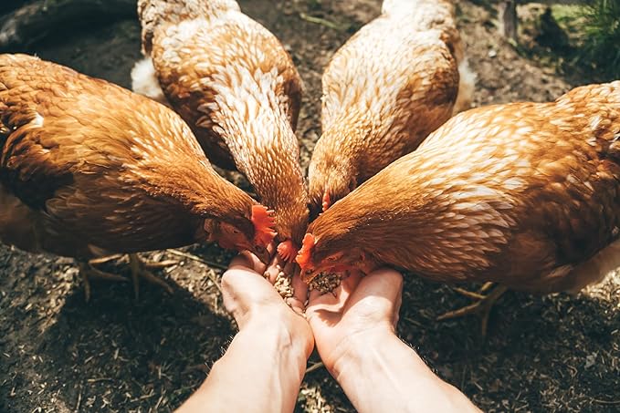 Layer Mash [3KG], Vegetable Flavor - Hen Feed for Laying Hens, All Life Stages, 1 Count, 3 kg, Organic Grains, Non-GMO, Chunk