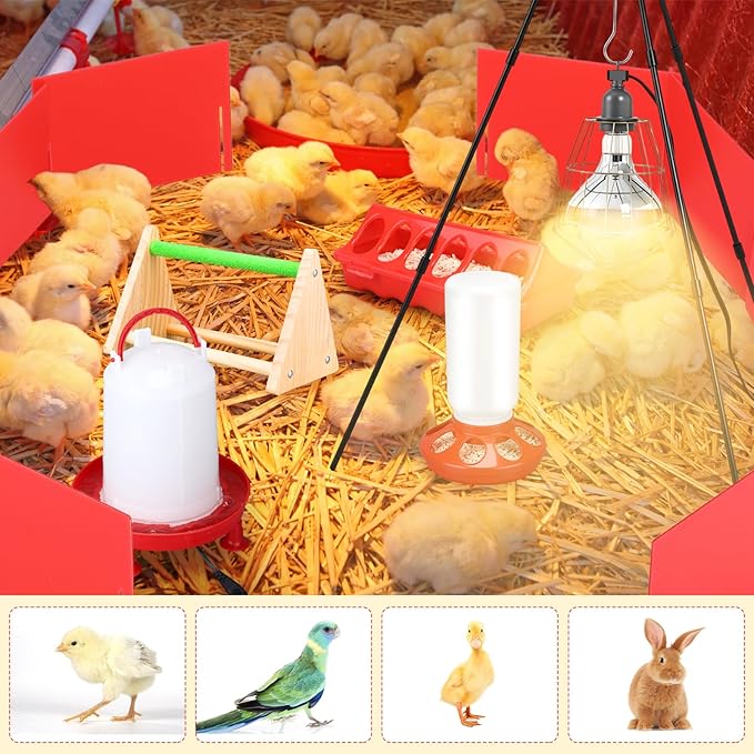 8 Pcs Chick Starter Kit Include Chicken Brooding Box with 75w Heat Lamp, Heated Chicken Waterer and Feeder, Chick Perch, Flip Top Poultry Feeder for Duck Goose Quail