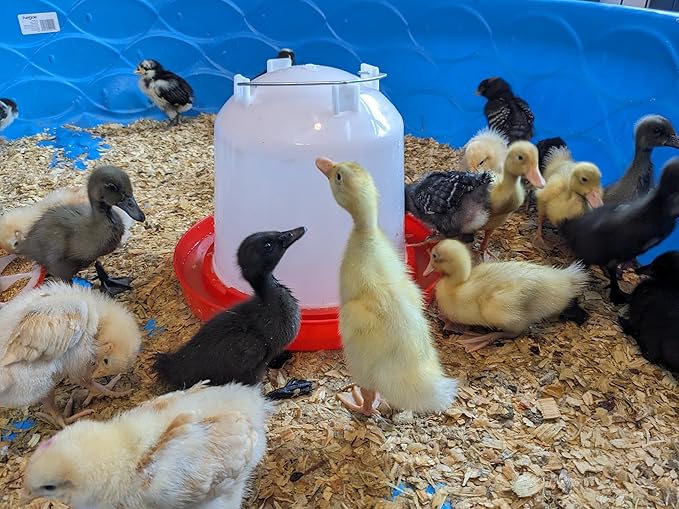 Chicken Waterer 1.5-Gallon Metal Handle Poultry Drinker | Large Capacity Poultry Waterer | for Chickens, Ducks, Baby Chicks, Chickens, Turkeys and More