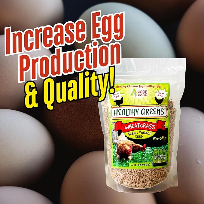 Healthy Greens Wheatgrass Scratch Feed & Fodder Seed, 1lb Bag. Premium Wheat Berries, Non-GMO Wheatgrass for Backyard Chickens, Plant Indoors/Outdoors. Also Ideal for Cats, Dogs w/Chick Fresh