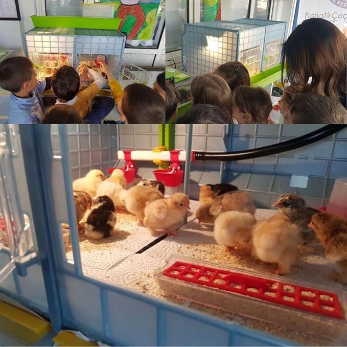 Hatching Time 15" Chick Brooders Stackable & 2-Section Options, Automatic Heating, Easy-Clean Tray, Includes Feeders & Drinkers, Perfect for Quail, Chickens, Ducks & Baby Birds (2 Section)