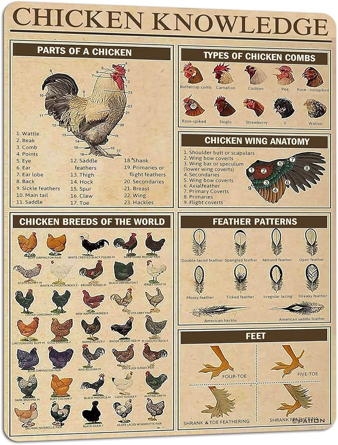 PAIION Chicken Knowledge Metal Tin Sign Chicken Breeds of The World Infographics Poster for Club Cafe Bar Home Kitchen Wall Decorations 16x12 Inch