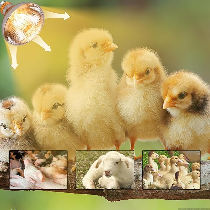 250 Watt Heat Lamp Bulbs for Chickens, PAR38 Clear Glass Brooder Heat Lamp, Infrared Reflector Heat Bulbs for Pets, Bathroom, Food, Light Therapy 2 Pack