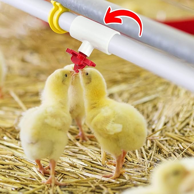(12 Pack) Chicken Waterer PVC Tee Fittings For Threaded Poultry Watering Cups - Schedule 40 PVC 1/2 inch Slip X 1/2 inch Slip X 1/8 inch FPT