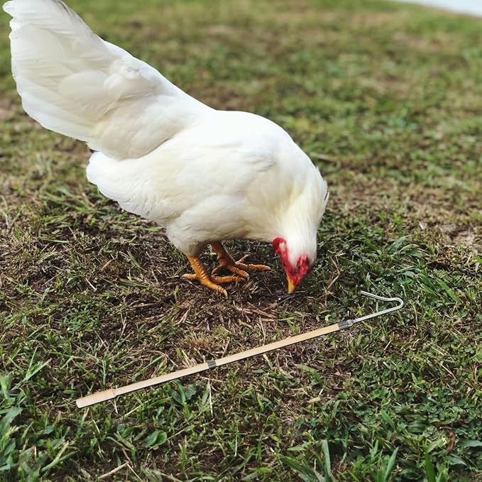 Chicken Accessories Set Chicken Catcher Hook Leg Grabber for Coop Poultry Handling Tool