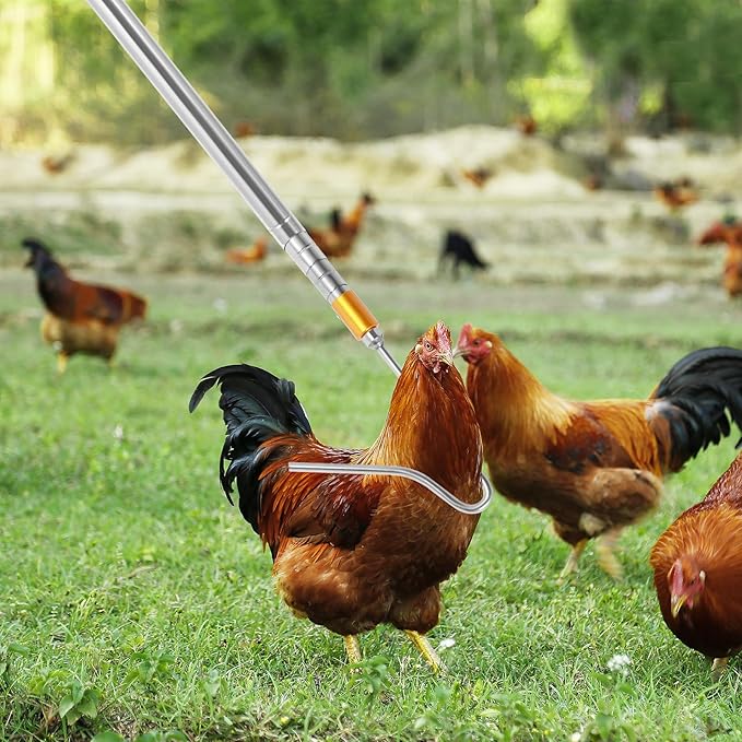 Chicken Net and Chicken Catcher Leg Hook, 2Pcs Stainless Steel Retractable Long Chicken Catcher, 16 inches Extended to 60 inches, Farm Tools for Poultry Chicken Turkeys Geese Ducks Fish