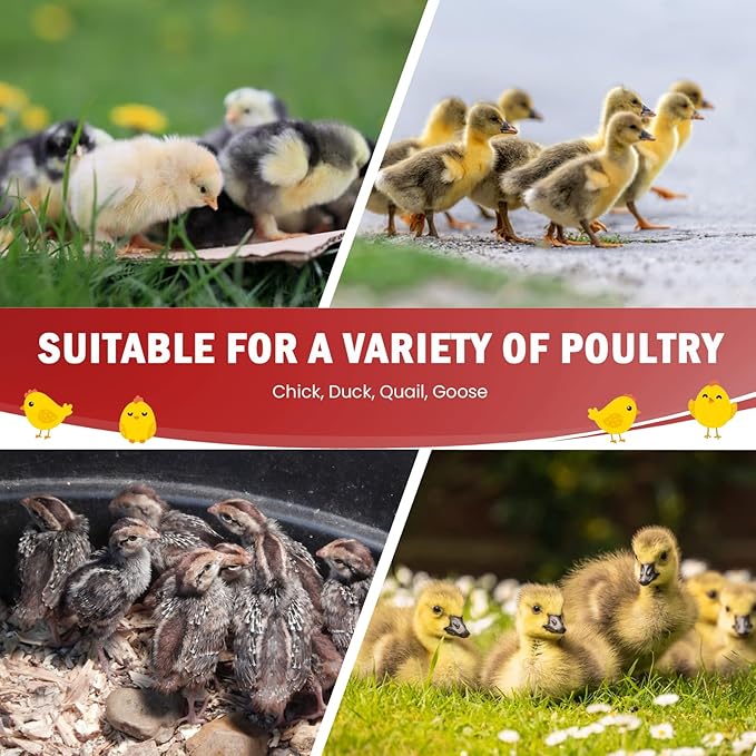 Chicken Brooder Box for Chick Starter Kit - 10 * 12inch Brooder Heating Plate Chick Brooder Pen Chicken Brooder Box 4-in-1 Bundles with Chicken Feeder, Waterer (Brooder Set,Red)