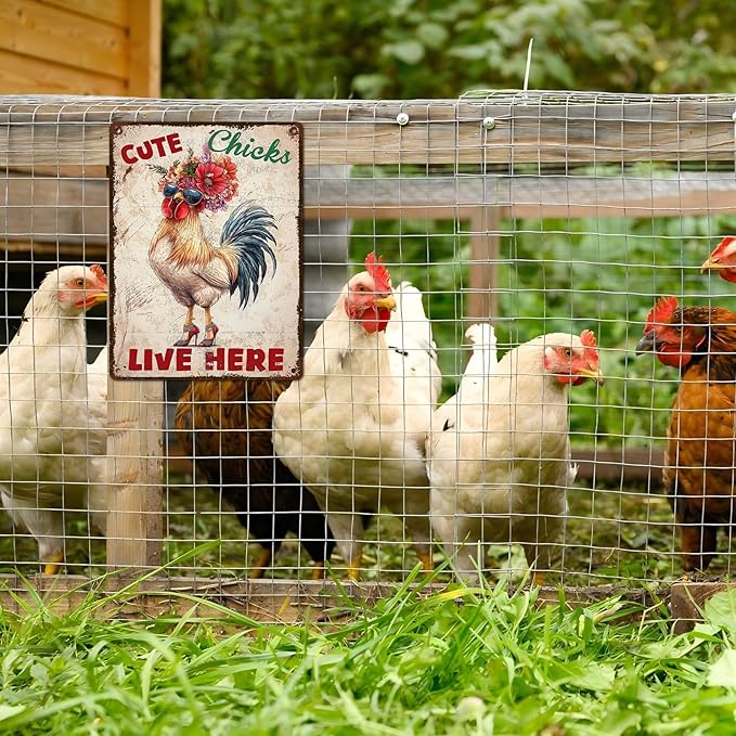 Vintage Chicken Coop Tin Sign Cute Chicks Live Here Retro Metal Poster Funny Pet Lovers Wall Art Accessories for Coop Shop Bar Farmhouse Garden Plaque Farm Room Bathroom Restroom 12 * 16inch