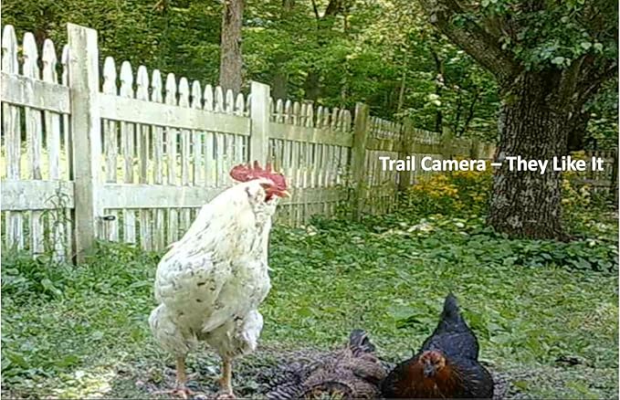 Poultry Powder - All Natural Chicken Dust Bath - 3 Organic Ingredients: Limestone Powder, Hardwood Ashes & Fossil Shell Flour (12 Pound)
