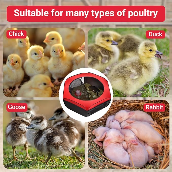 Brooder Box for Chicks Starter Kit, Pop up Chicken Brooders, Brooding Heating Pad with Temperature Control, Breathable Chick Tent Feeder Waterer Thermometer Perch for Duck Quail brooder