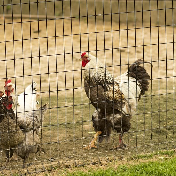 4ft x 50ft Black Vinyl Coated Welded Wire Fence - 14 GA Heavy Duty Garden Fencing, 2"x3" Mesh Rustproof Deer Barrier, Chicken Coop Poultry Run, Dog Fence & Garden Protector for Vegetables