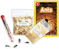 1 Tube of Live Ants Plus Ant Food, Honey Treat, & Book, Ant Habitat Kit Refill