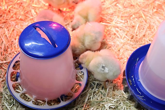 Double-Tuf® Plastic Poultry Feeder and Waterer Kit | Hanging Chicken Feeder | Hanging Chicken Waterer | 1.5 Lb Poultry Feeder | 1.5 Quart Poultry Waterer