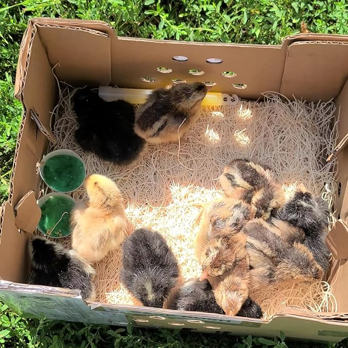 DUNCAN'S FAMILY FARM STORE Poultry Baby Chick Shipping Box Kit – 25 Chick Capacity, USPS Approved – Includes 10 Boxes, 10 Excelsior Pads & 2 GroGel Packs (200 Doses Total)
