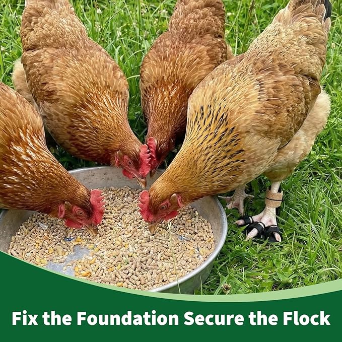 4 Size Chicken Leg Splints with Toe Separator, Durable and Unbreakable PETG Material for Broken Leg Bumblefoot Curled Toes, Reinforced Poultry Leg Brace for Hens Chicks Ducks