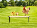 Chicken Perch Toys, Wooden Chick Perch Stand with Metal Ground Plug, Outdoor Birds Training Platform, Chicken Coop Accessories, Suitable for Poultry Rooster Chicks Large Birds Chicks Parrots
