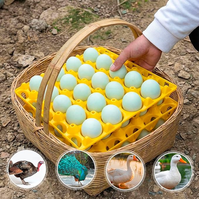 10 Pack 20 Plastic Egg Trays Stackable Duck Eggs Crates Multiple Egg Flats Holder Cartons Storing, Sorting, and Shipping for Duck Goose Turkey Peafowl