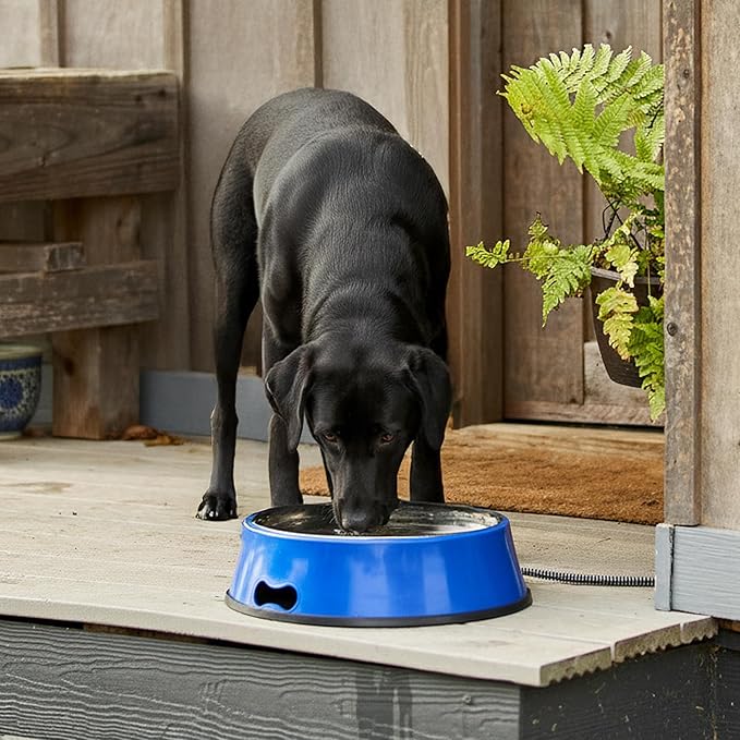 Farm Innovators Heated Pet Water Bowl, 40W Heated Water Dish - 3 Quart Stainless Steel Watering Station with Anti-Chew Cord Protector for Dogs & Cats