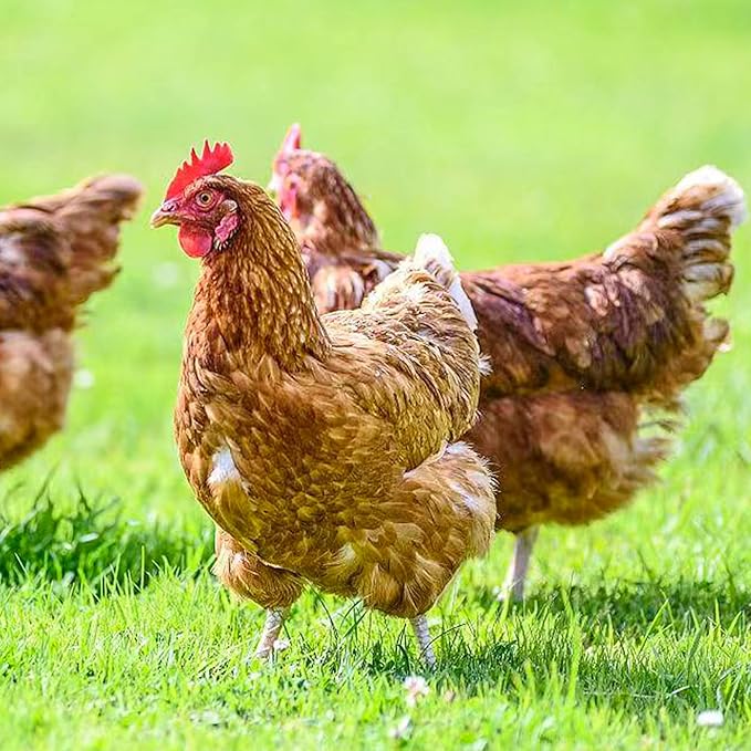 Chicken Nesting Box Herbs 40oz Vacuum-Packed, Natural 6 Dried Herbs for Chicken Coop Freshness, Healthy Hens, Optimal Egg Production and Reduced Stress (Extra Large)