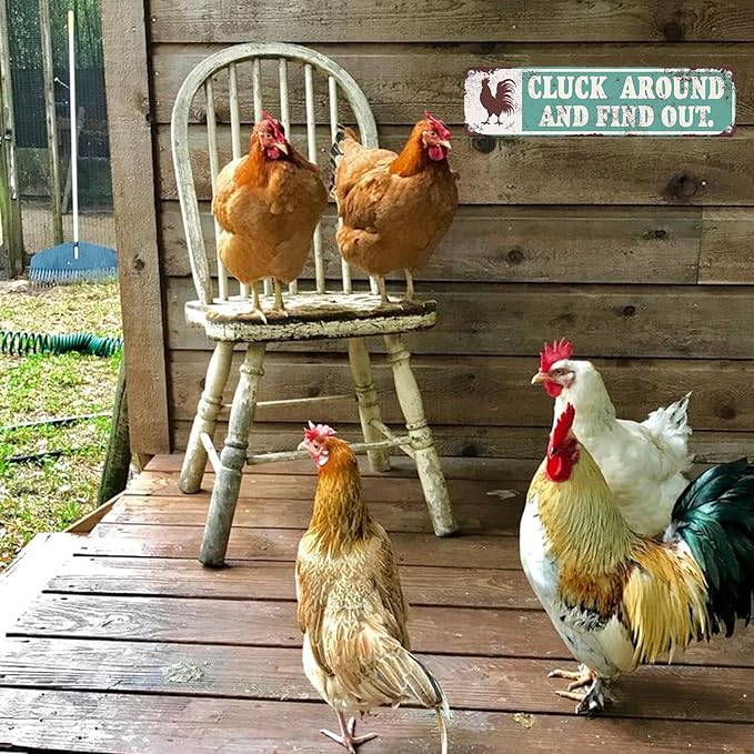 Chicken Decor Chicken Cluck Around and Find Out Metal Signs for Farm House Wall Art-Vintage Tin Signs for Chicken Coop Home Farmhouse Kitchen Garden Decor,16x4inch